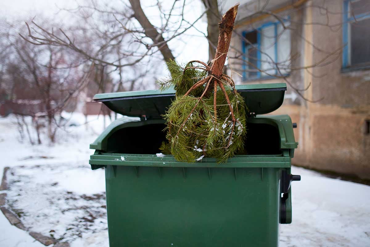 How to Recycle Your Tree After the Holidays